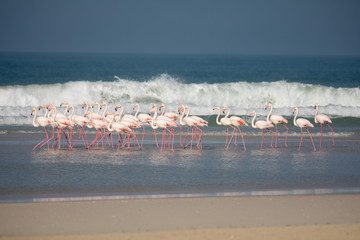 Fototapeta premium De Mond Nationalpark, Südafrika