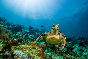 loggerhead turtle swimming over a coral reef with sun rays