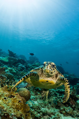 Naklejka na ściany i meble loggerhead turtle swimming over a coral reef with sun rays