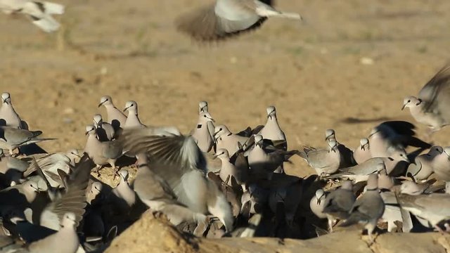 Cape turtle doves (Streptopelia capicola) gathering at a waterhole, Kalahari desert, South Africa