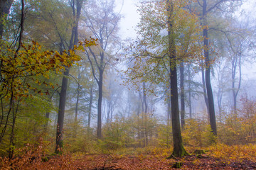 Foggy autumn Forest landscape in Siebengebirge Germany