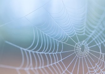 spiderweb in morning mist haze abstract
