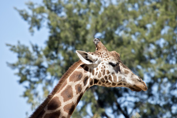 giraffe