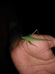 Saltamontes en la Mano