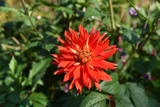Dahlia rouge en été au jardin