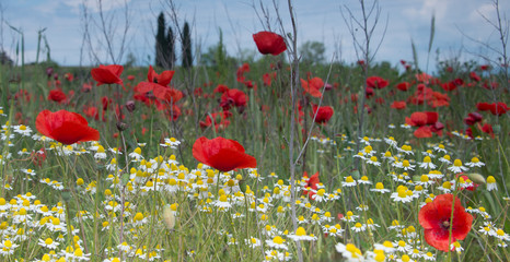 Naklejka premium Italian Poppies