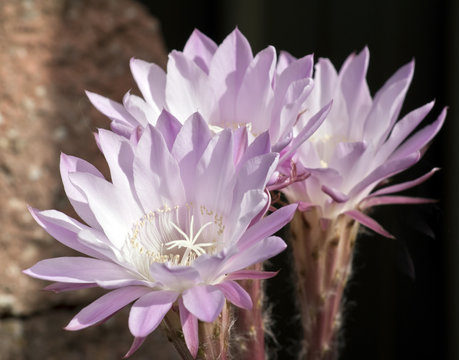 cactus flower