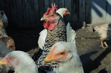 curious chickens, farm, birds, rooster 