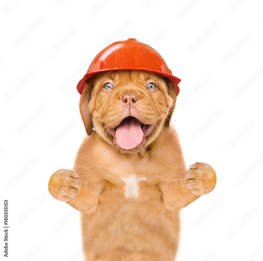 Poster funny puppy in hard hat. isolated on white background