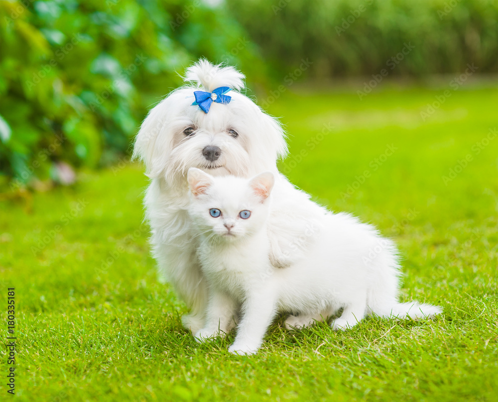 Wall mural puppy dog embracing little kittens. isolated on white background