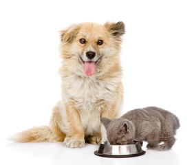 Mixed breed dog and kitten eating together. isolated on white background