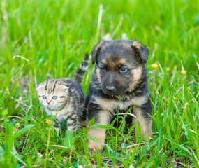 Naklejka na ściany i meble Portrait of a German Shepherd puppy and a tabby kitten on green grass