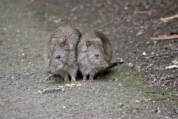 two long nose potoroos