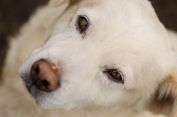 portrait of white dog with a deep look. close-up, brown eyes.