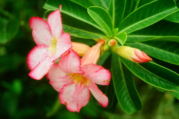 Beautiful flowers, close-up photos of flowers
