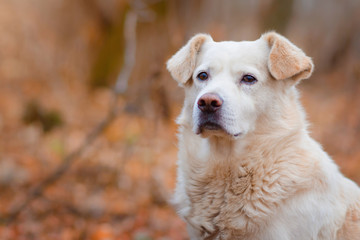 portrait of white dog in the autumn forest