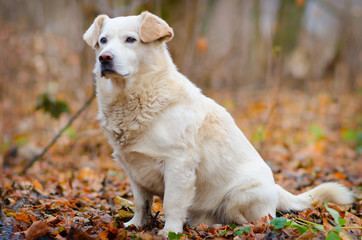 Obraz premium white dog in the autumn forest