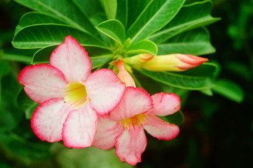 Beautiful flowers, close-up photos of flowers