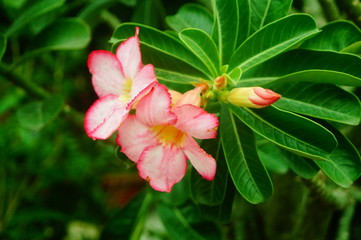 Beautiful flowers, close-up photos of flowers
