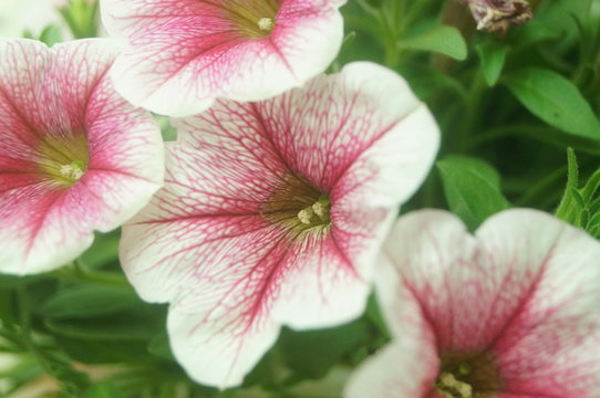 Beautiful flowers, close-up photos of flowers
