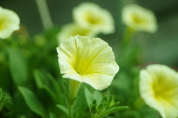 Beautiful flowers, close-up photos of flowers