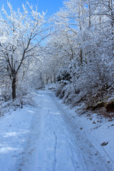 Obraz premium Winter landscape with forest
