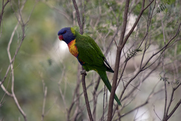rainbow lorikeet