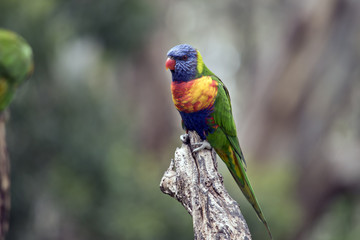 rainbow lorikeet