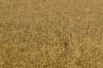 Yellow wheat field
