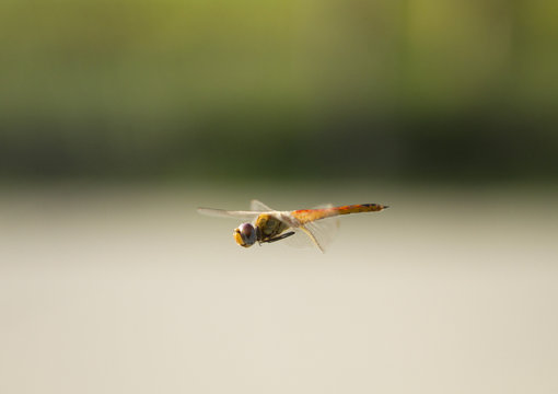 Flying dragonfly with natural background