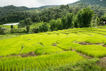 Fototapeta na wymiar Wonderful rice terraces in Thailand