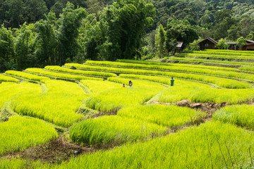 Relaxing with family in rice terraces fields on holiday