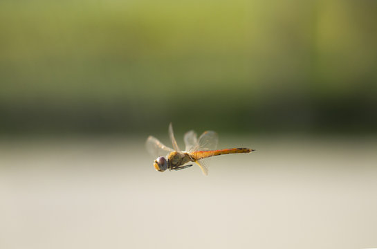 Flying dragonfly with natural background