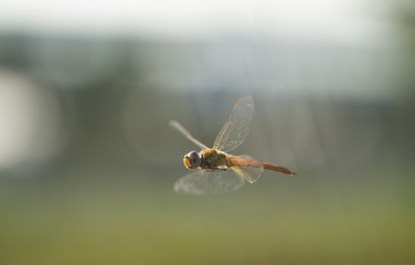 Flying dragonfly with natural background