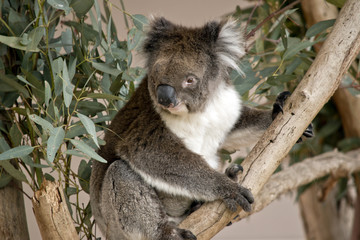 koala