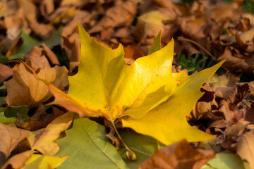 Autumn leaves / Herbstblätter