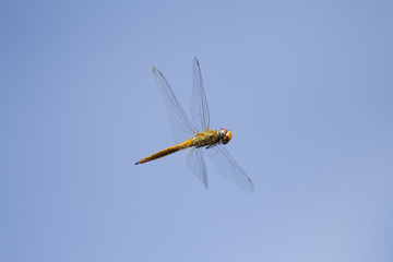 Flying dragonfly with blue sky background