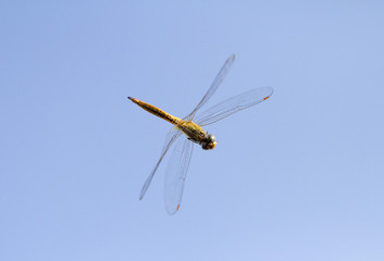 Flying dragonfly with blue sky background