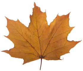 yellow maple leaf on a white background is the most commonly used sun symbol