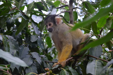 Monkey close up