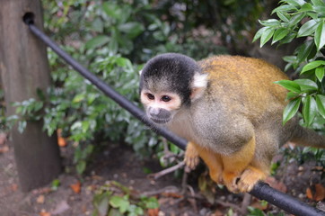 Monkey close up