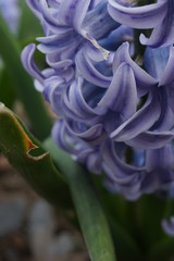 Obraz premium flower