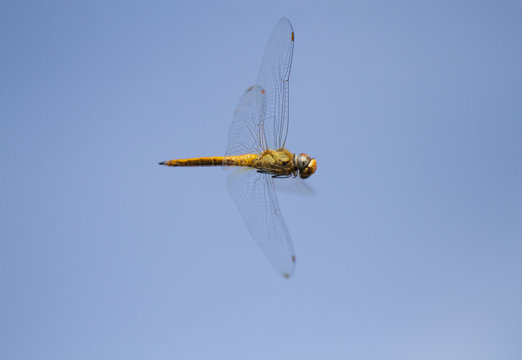 Flying dragonfly with blue sky background