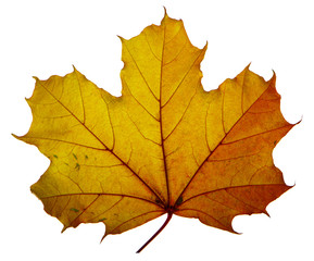yellow maple leaf on a white background is the most commonly used sun symbol