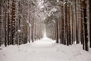 Forest covered with snow on a frosty winter day