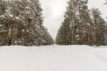 Forest covered with snow on a frosty winter day