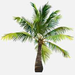Naklejka premium tree little green fluffy spreading coconut tree