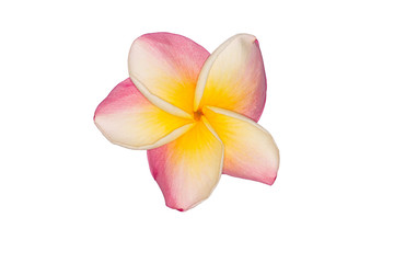 Fototapeta na wymiar Isolated image of plumeria flower in white background