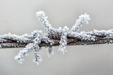 Frost on barbed wire. Winter scene.