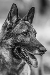 Pretty Shepherd